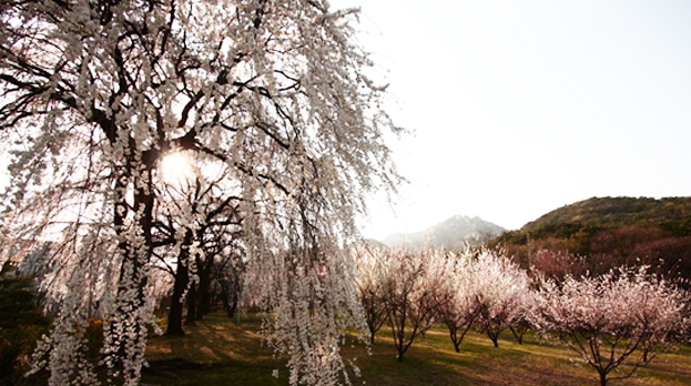 봄이면 국가인재원(과천)을 화려하게 수놓는 수양벚꽃과 매화