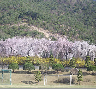 국가인재원 조경수목의 사계 사진